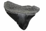 Posterior Juvenile Megalodon Tooth - South Carolina #370444-1